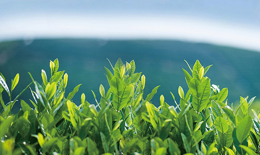 一盒茶，尝遍海岸百味